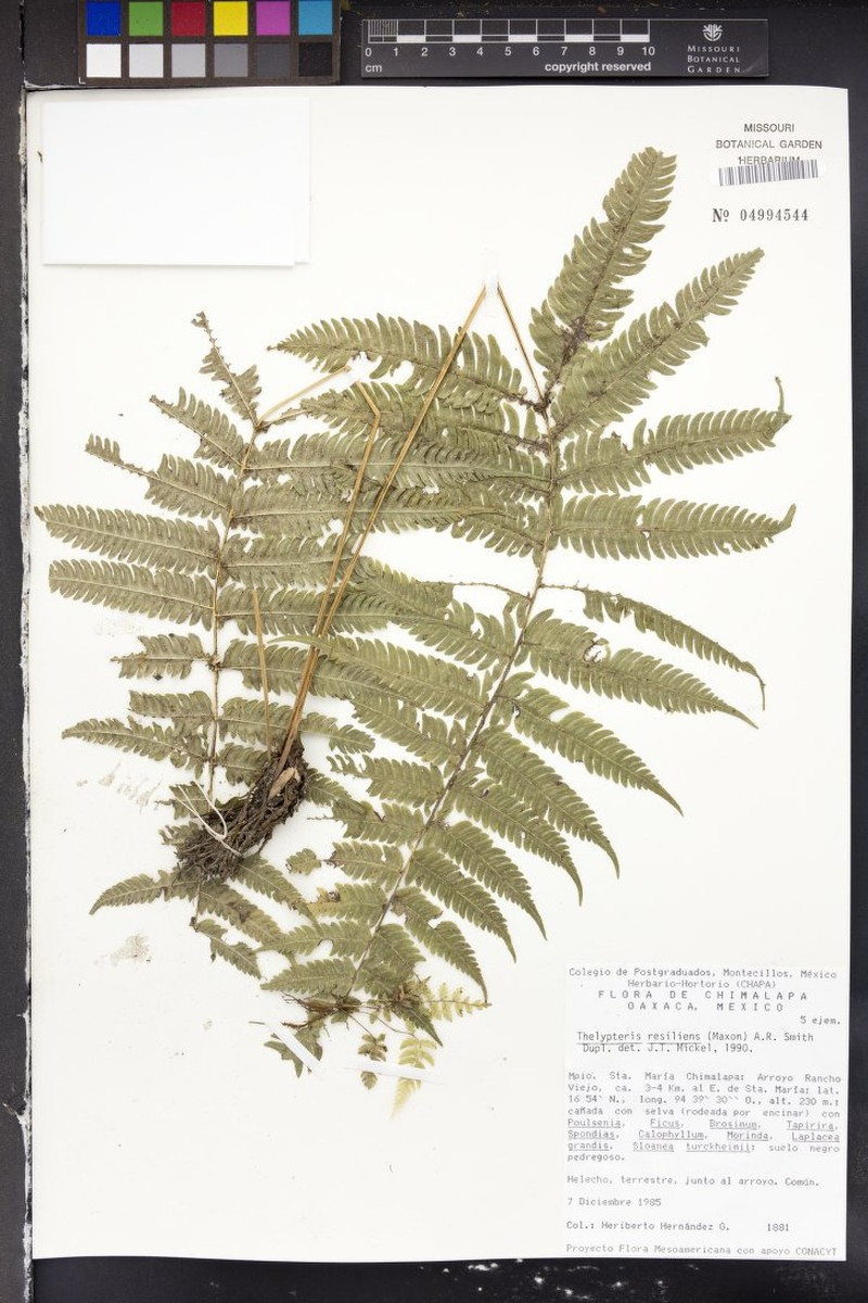 Thelypteris resiliens photo 2