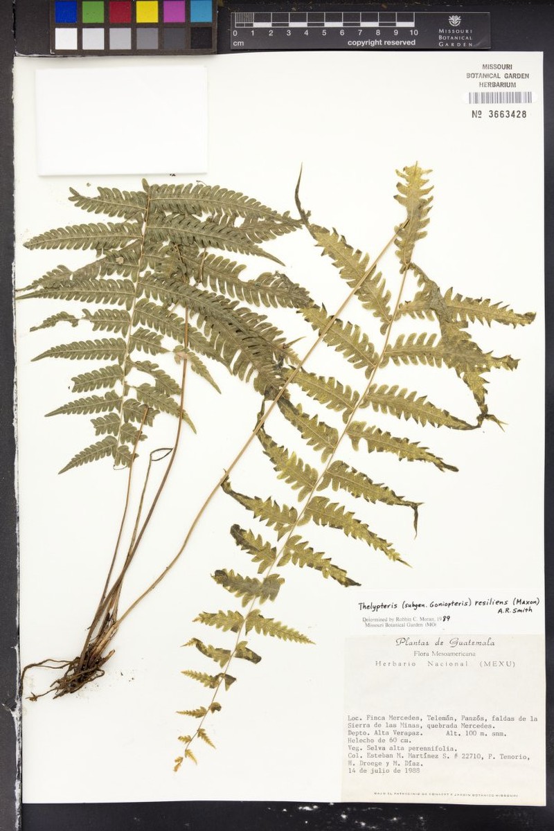 Thelypteris resiliens photo 3