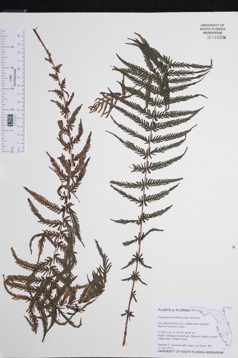 Resinous Maiden Fern