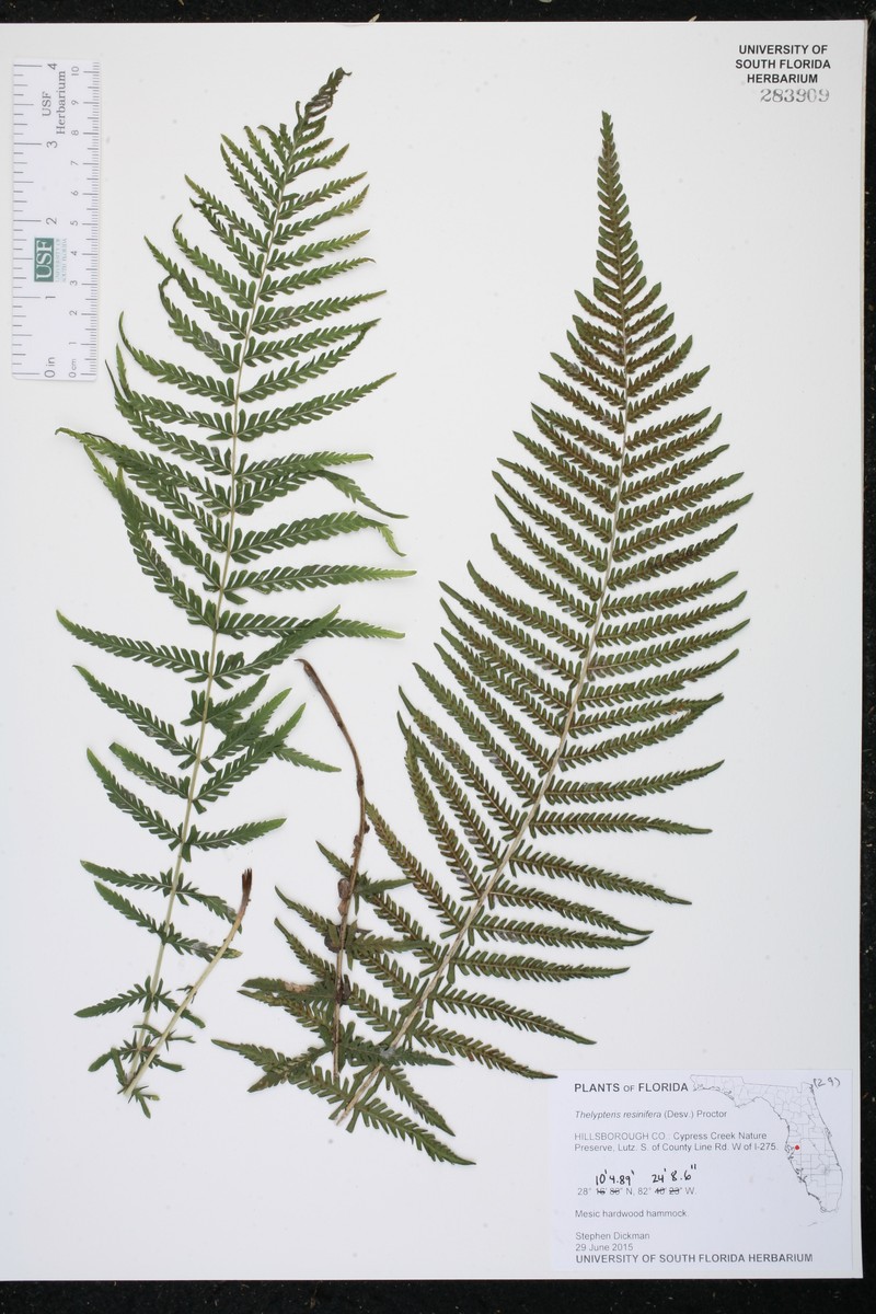 Resinous Maiden Fern photo 2