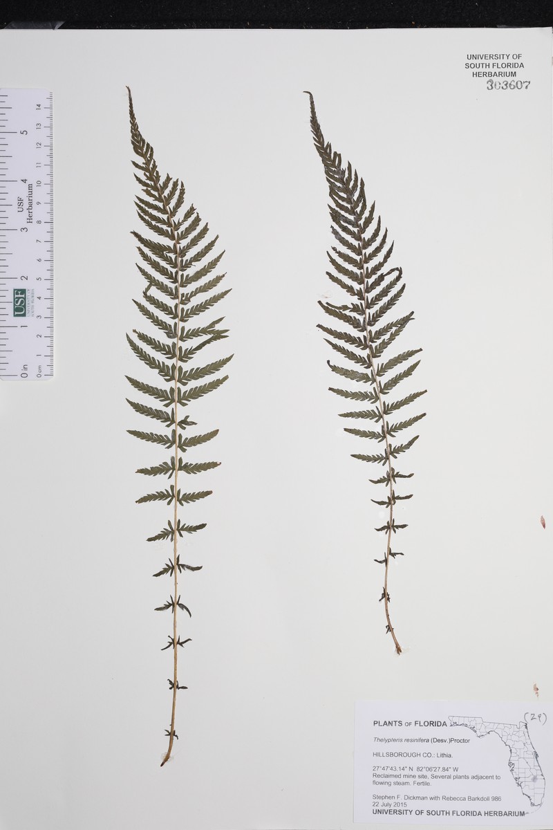 Resinous Maiden Fern photo 3