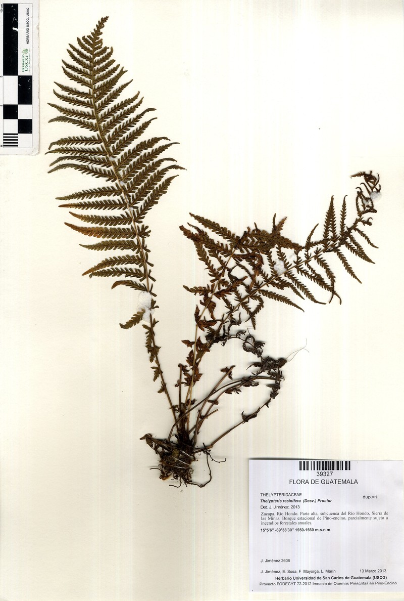 Resinous Maiden Fern photo 4