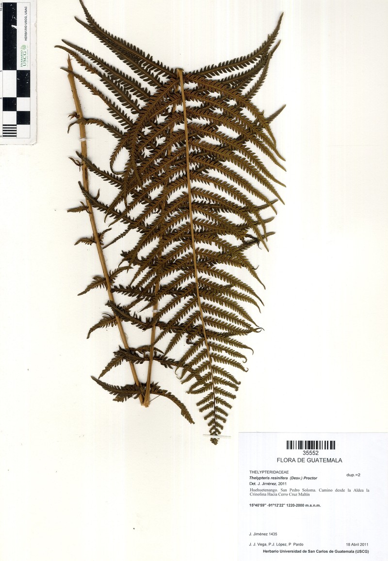 Resinous Maiden Fern photo 5