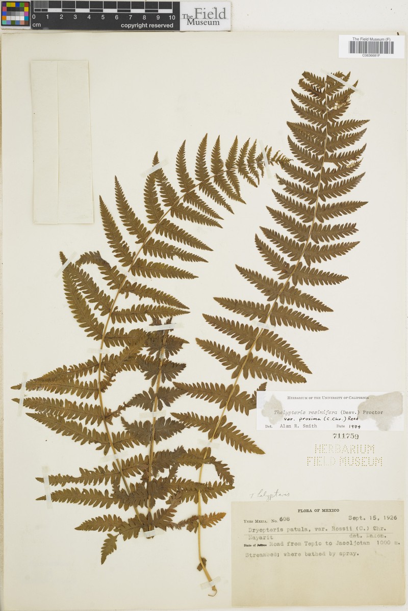 Thelypteris resinifera var. proxima