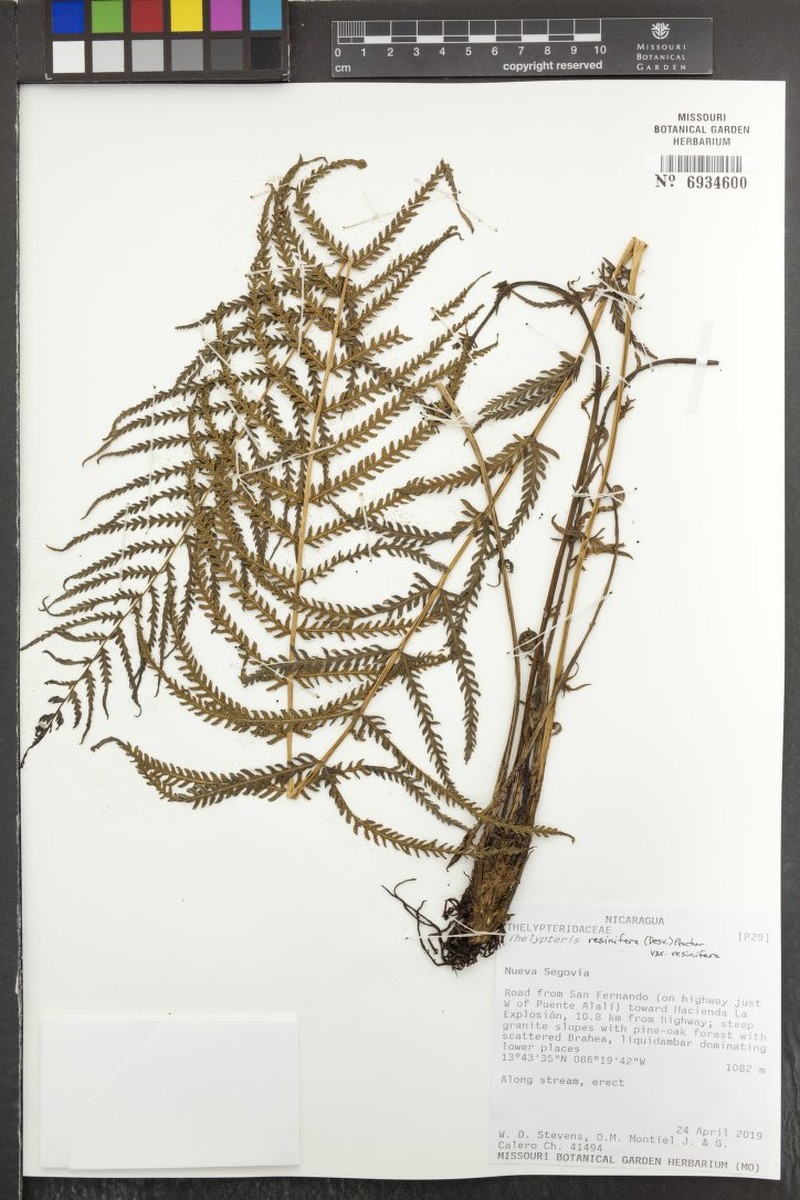 Thelypteris resinifera var. resinifera