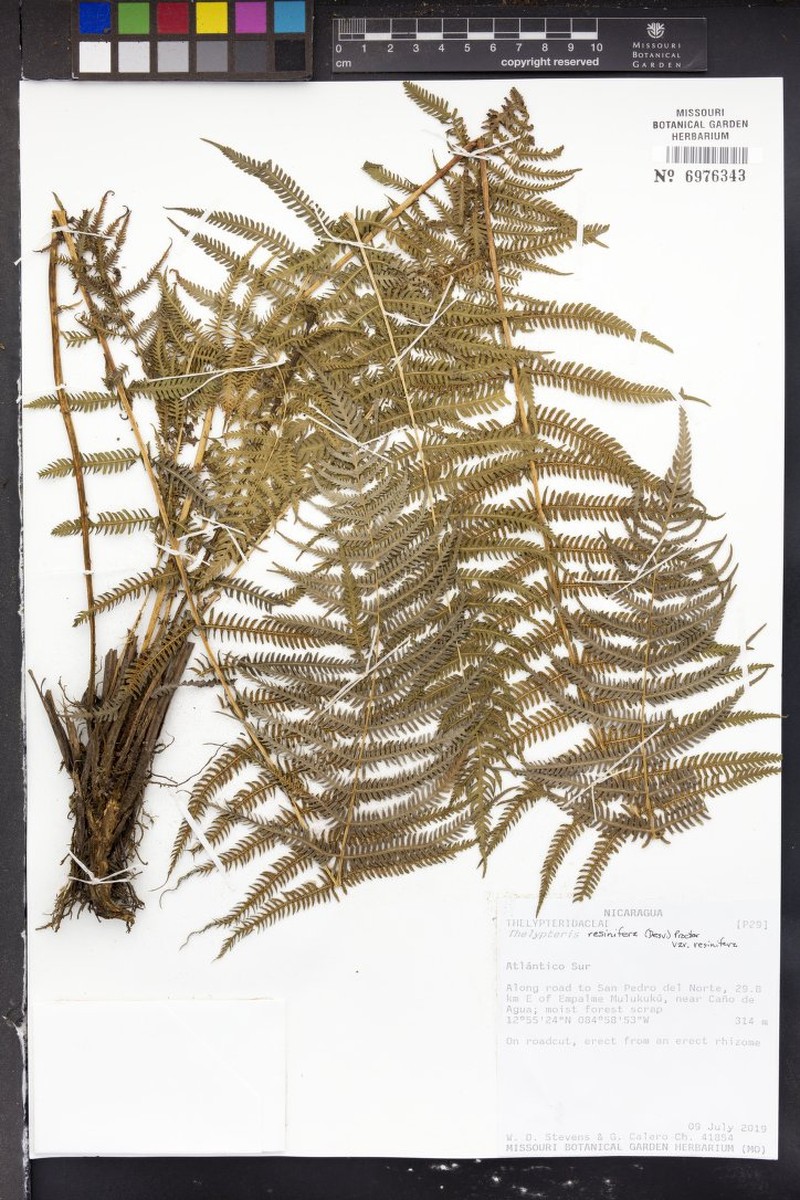Thelypteris resinifera var. resinifera photo 2