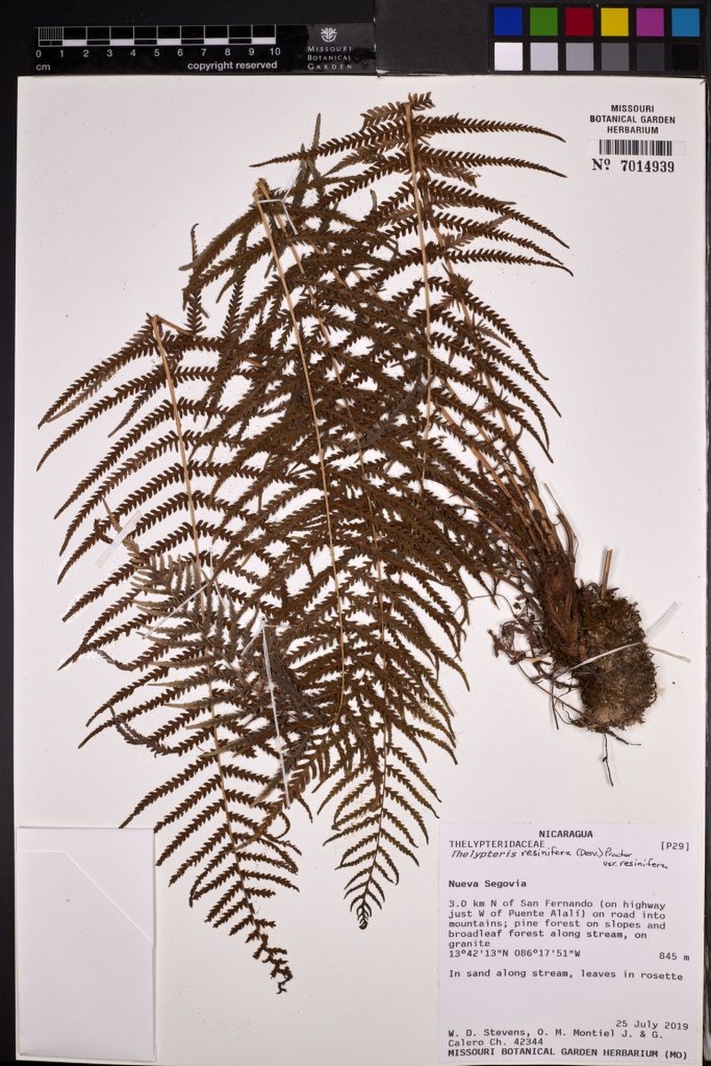 Thelypteris resinifera var. resinifera photo 3