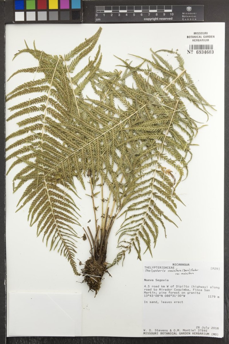 Thelypteris resinifera var. resinifera photo 4