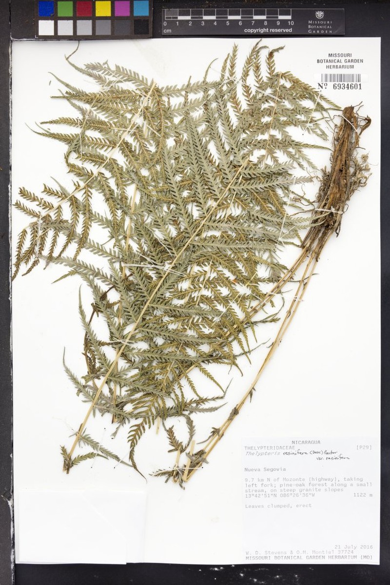 Thelypteris resinifera var. resinifera photo 5