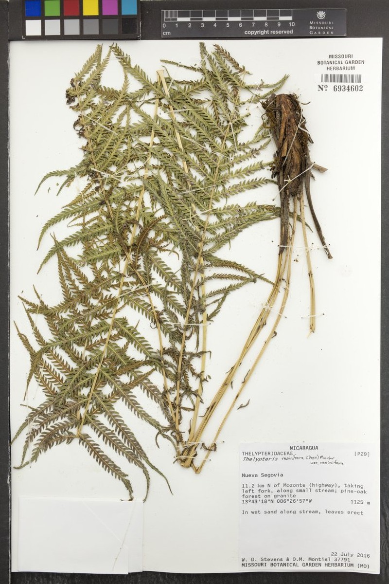 Thelypteris resinifera var. resinifera photo 6