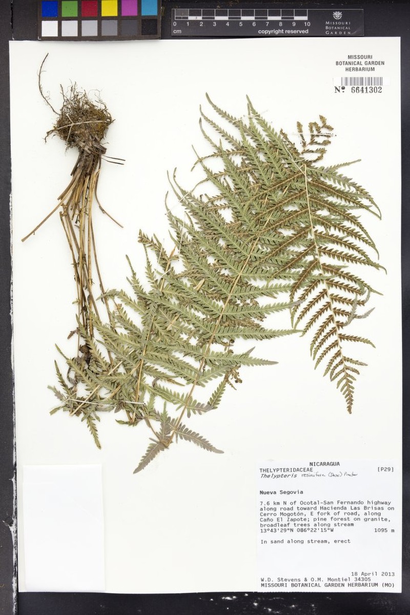 Thelypteris resinifera var. resinifera photo 8