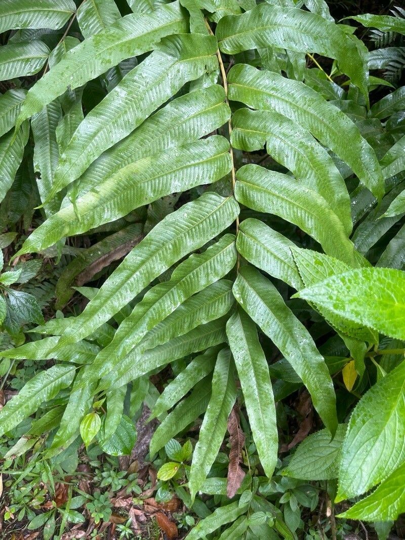 Latticevein Fern