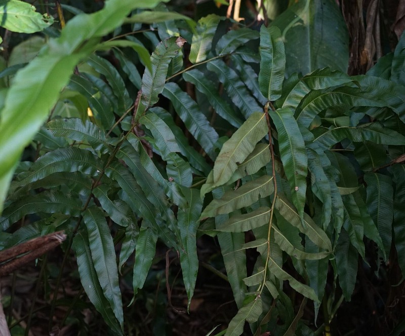 Latticevein Fern photo 2
