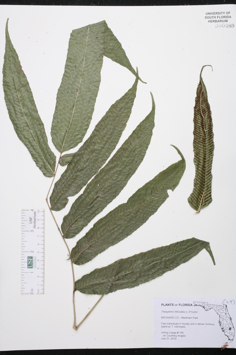 Latticevein Fern photo 3