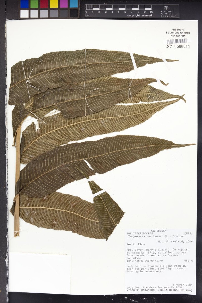 Latticevein Fern photo 4