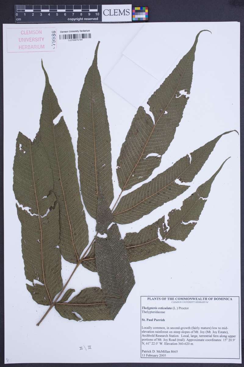 Latticevein Fern photo 5