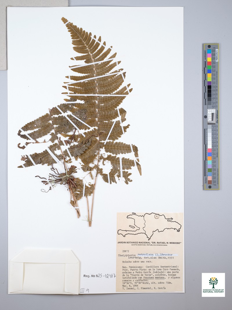 Spleenwort Maiden Fern