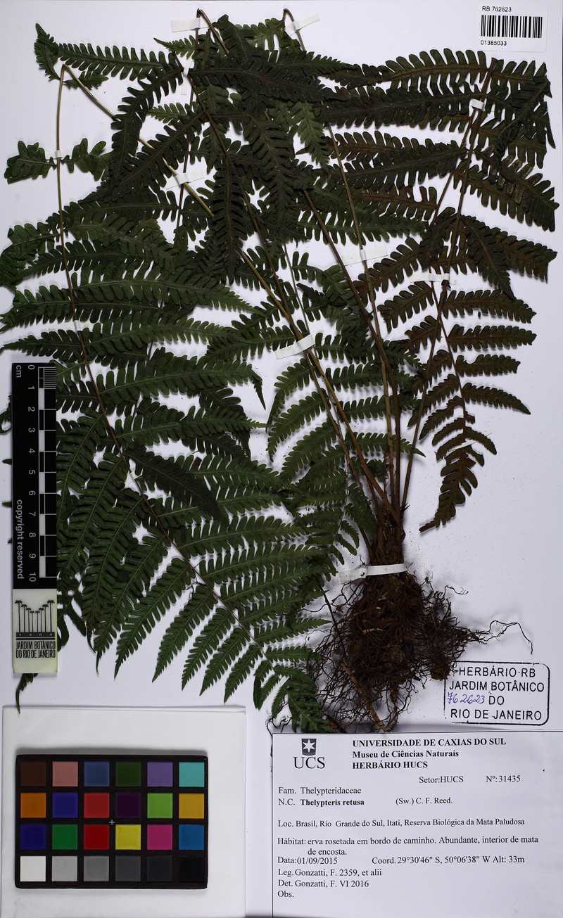 Thelypteris retusa