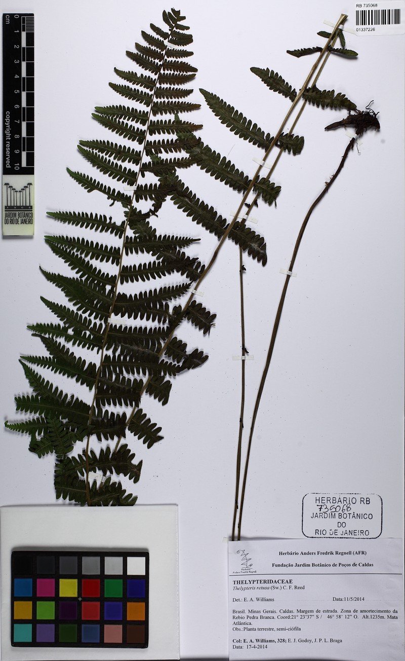 Thelypteris retusa photo 2