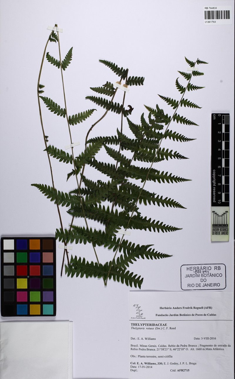 Thelypteris retusa photo 3