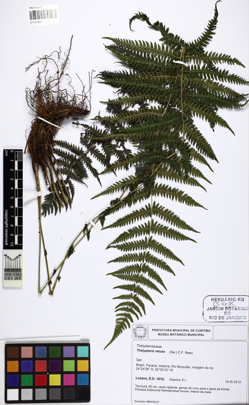 Thelypteris retusa photo 4