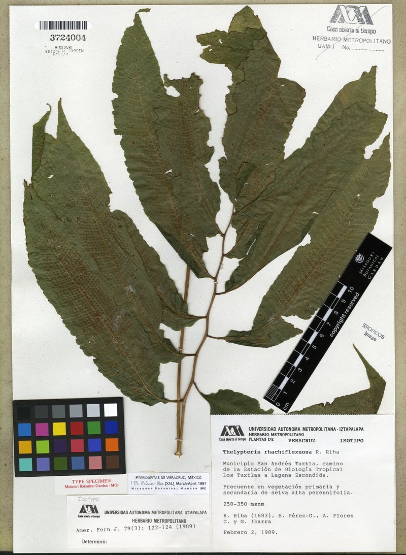 Thelypteris rhachiflexuosa