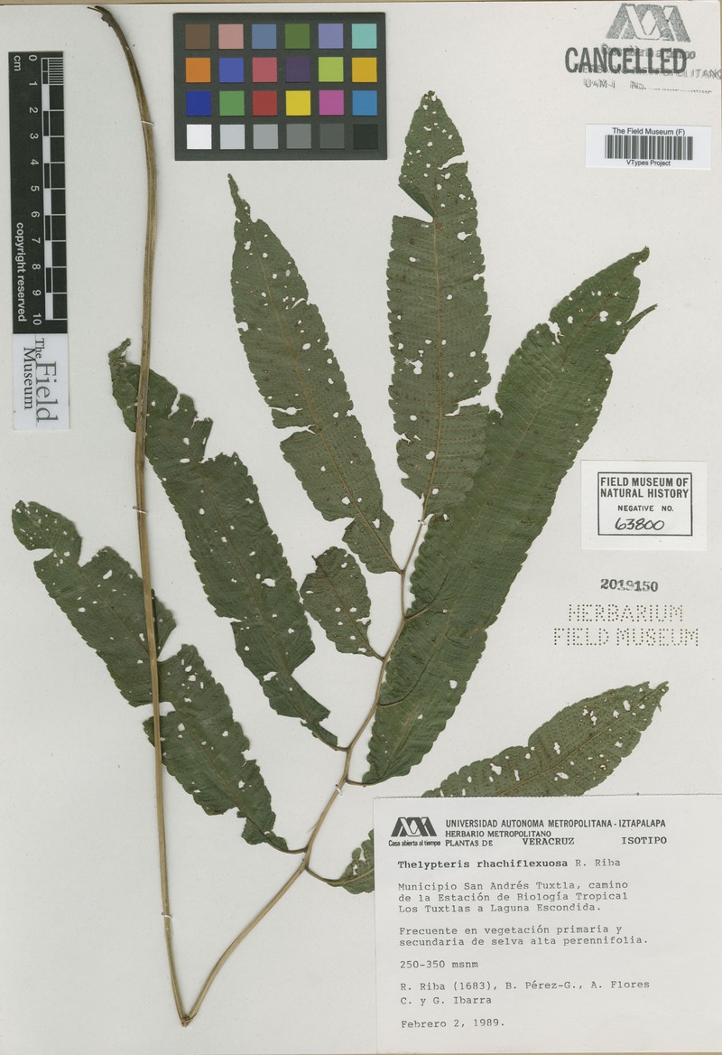 Thelypteris rhachiflexuosa photo 2