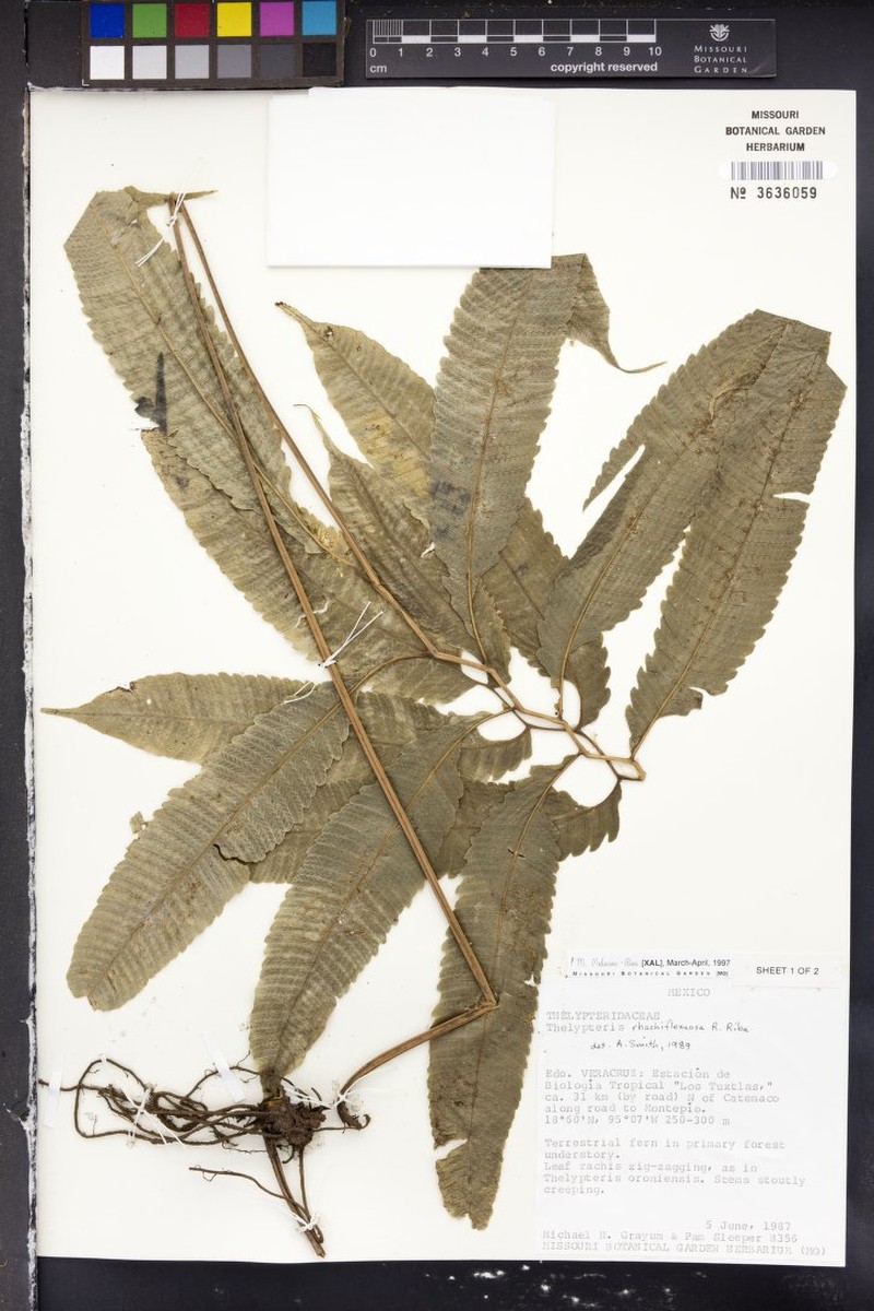 Thelypteris rhachiflexuosa photo 3