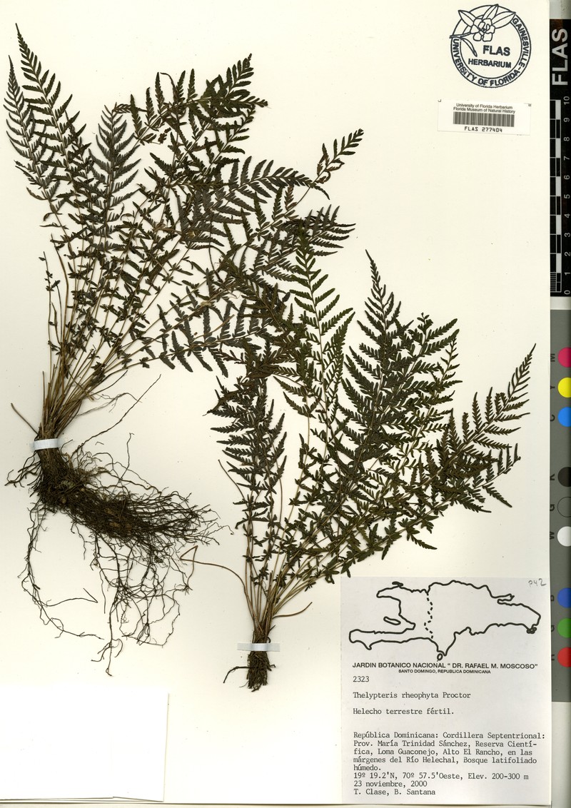 Rio Inabon Maiden Fern