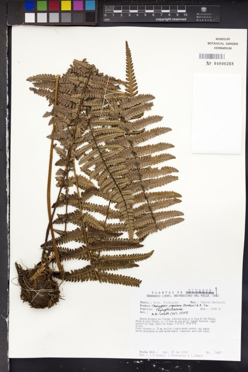 Thelypteris rigescens