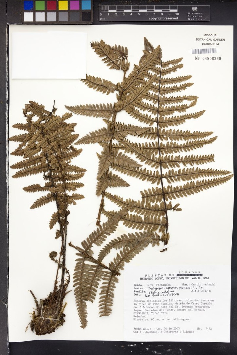 Thelypteris rigescens photo 2