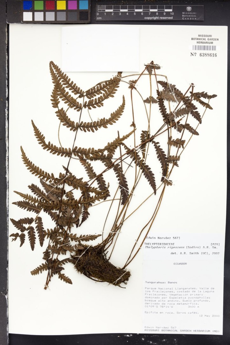 Thelypteris rigescens photo 3