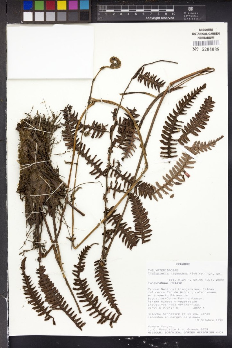 Thelypteris rigescens photo 4