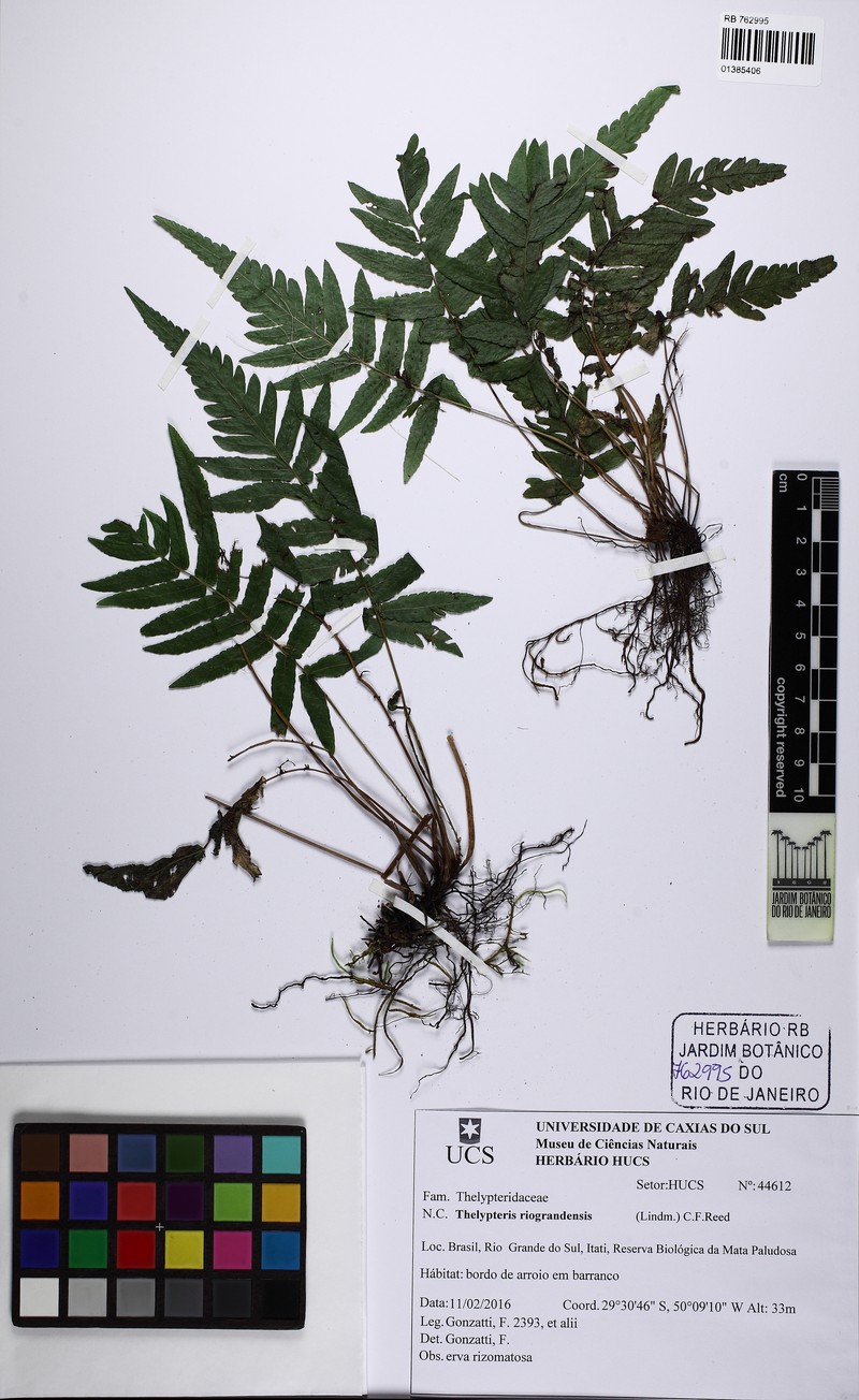 Thelypteris riograndensis photo 2