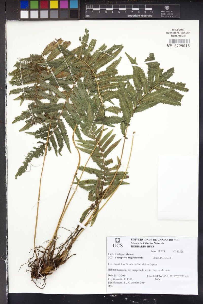 Thelypteris riograndensis photo 3