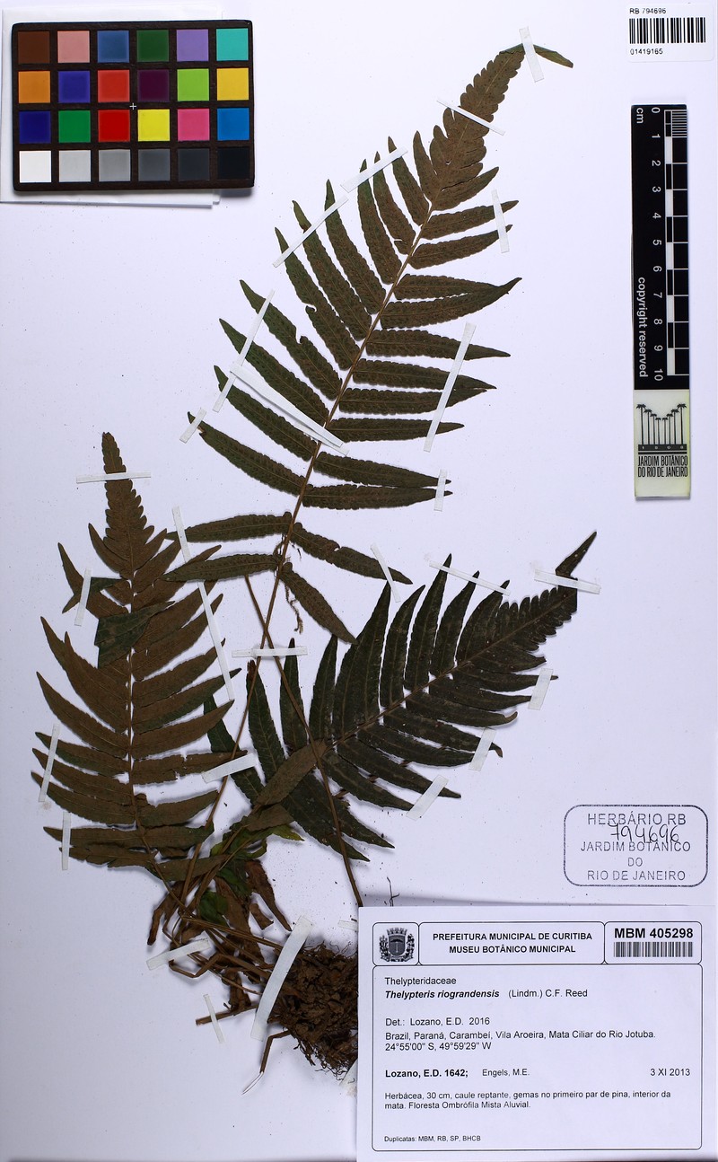 Thelypteris riograndensis photo 4