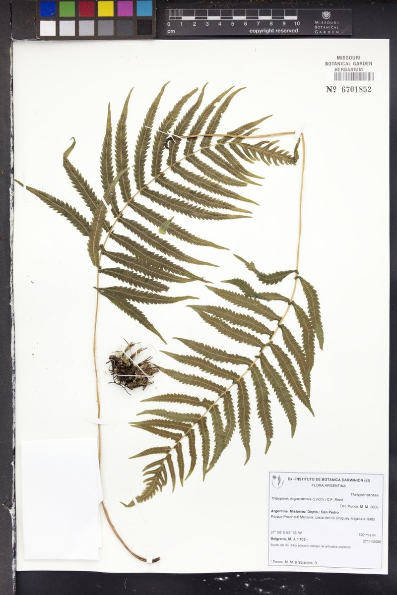 Thelypteris riograndensis photo 5