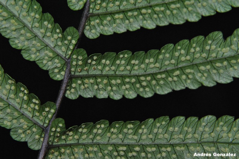 Thelypteris riograndensis