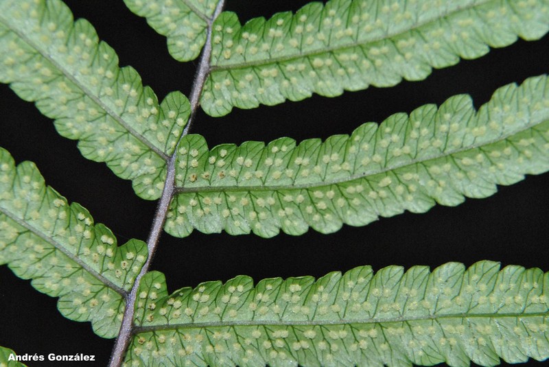Thelypteris riograndensis photo 6