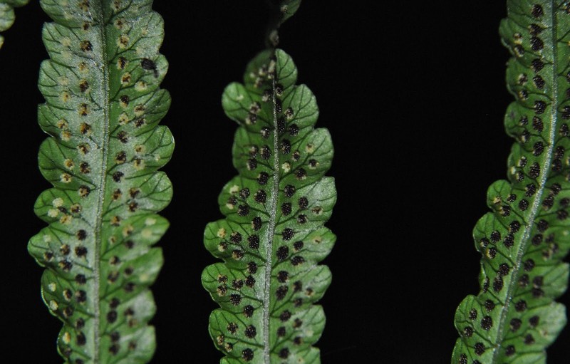 Thelypteris riograndensis photo 7