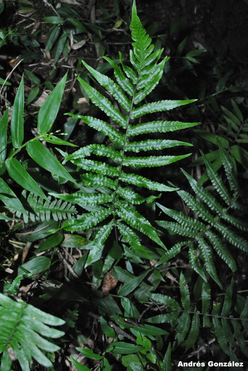 Thelypteris riograndensis photo 8