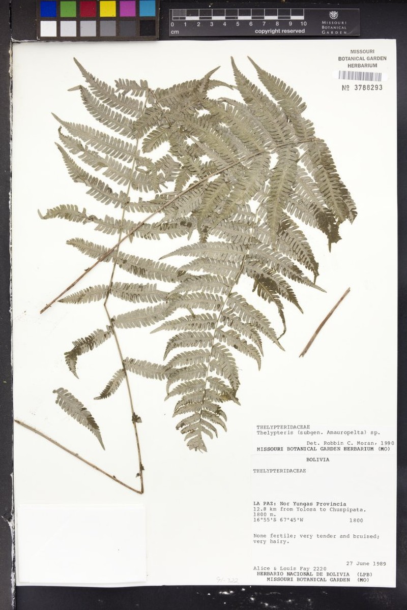 Thelypteris rioverdensis