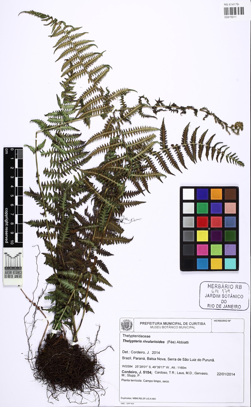Thelypteris rivularioides photo 2