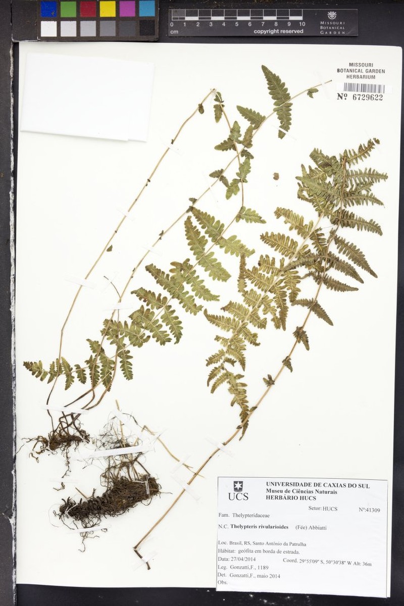 Thelypteris rivularioides photo 3