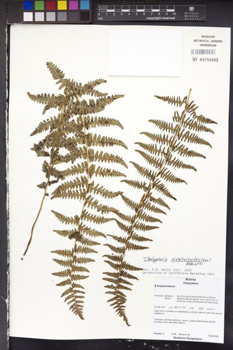 Thelypteris rivularioides photo 4
