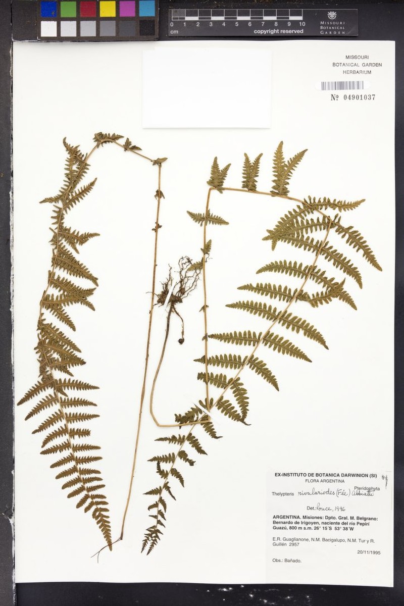 Thelypteris rivularioides photo 5
