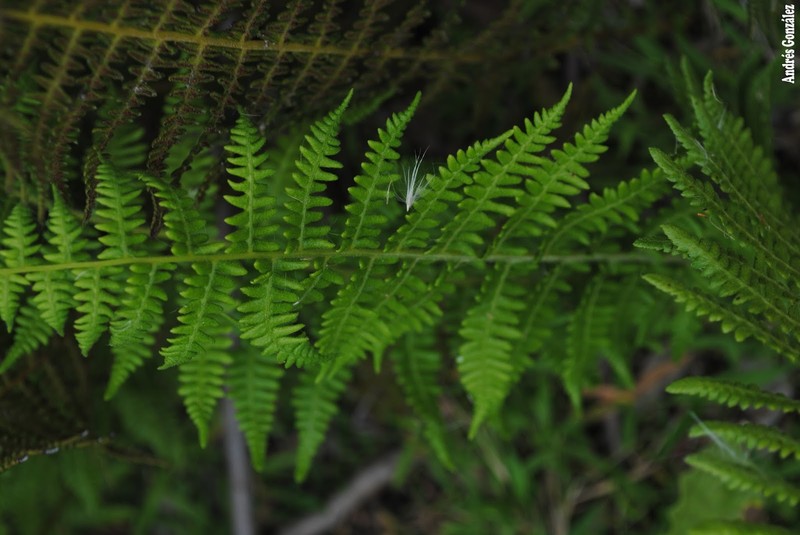 Thelypteris rivularioides