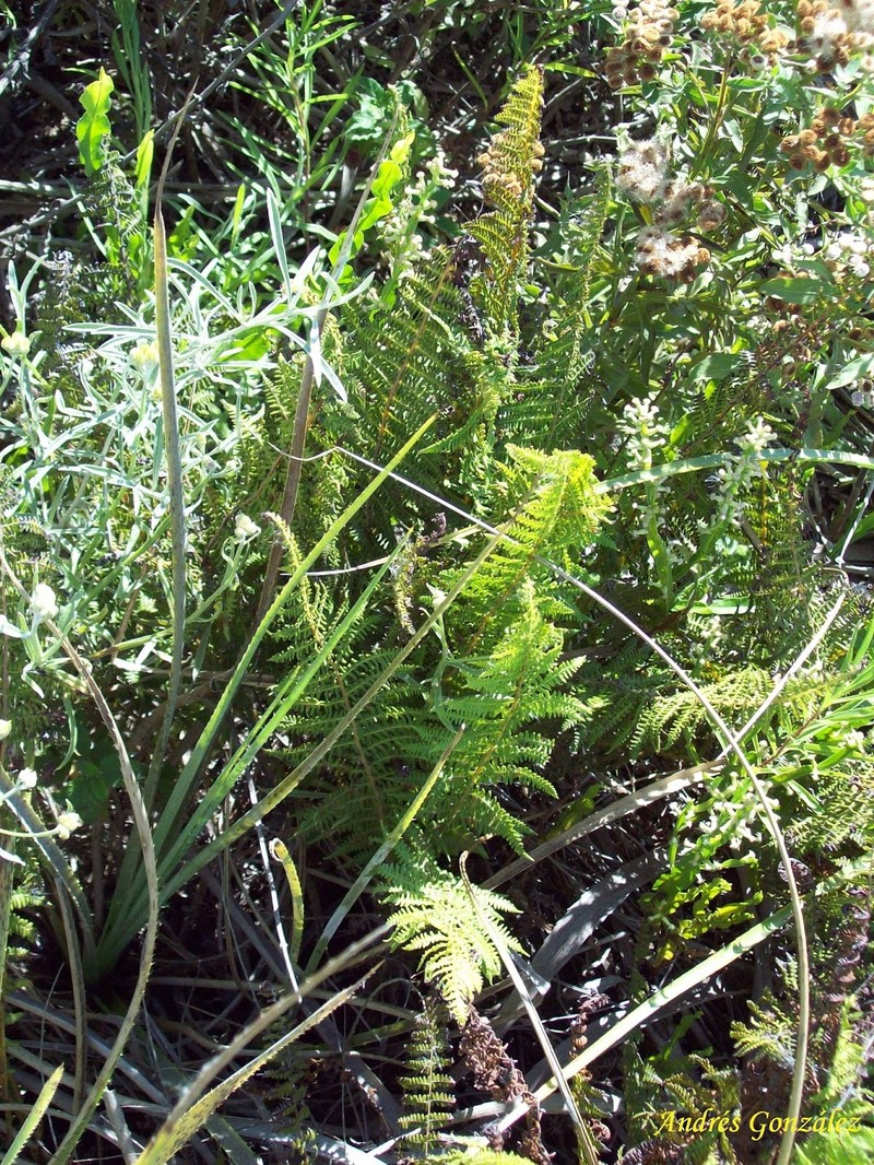 Thelypteris rivularioides photo 6