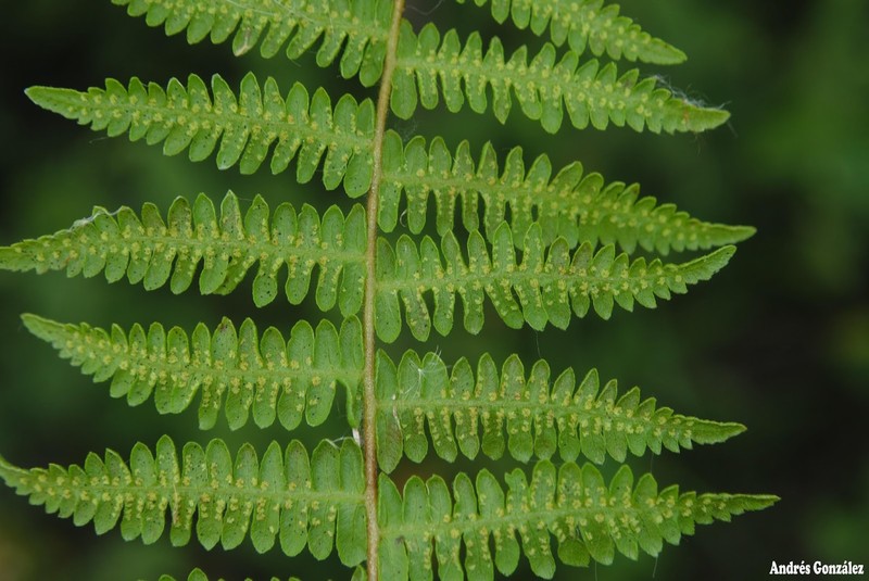 Thelypteris rivularioides photo 7