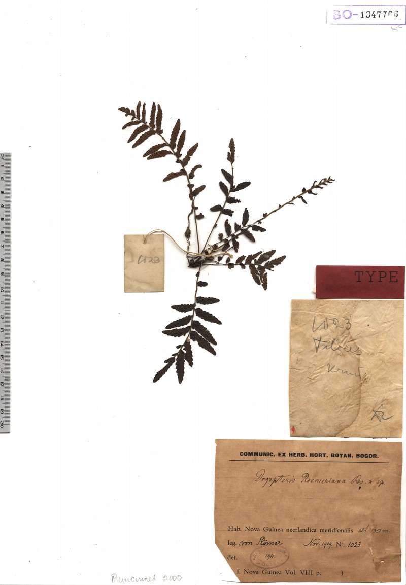 Thelypteris roemeriana